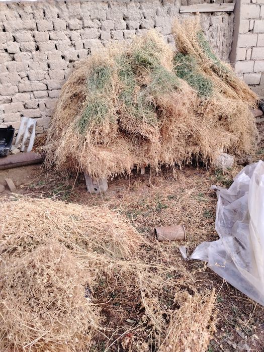 Beda bog'langan sotiladi.