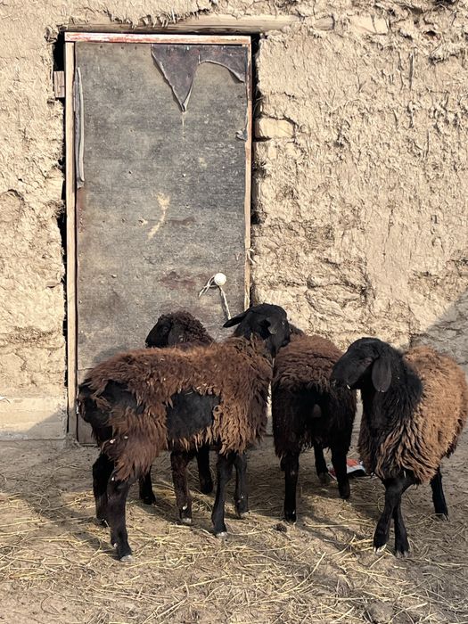 Семіз Тоқты сатылады