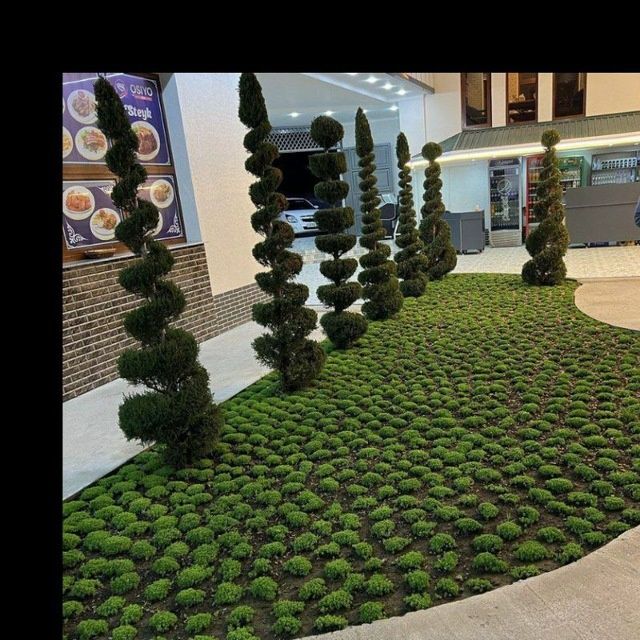 Gazon lanshaft palif hizmatlari bor joyiga qarab kelishgan holda