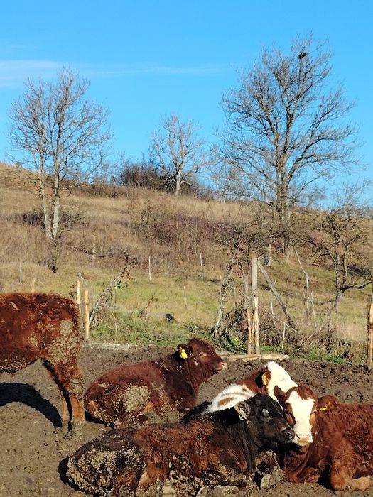 Vând viței bălțați și belgian