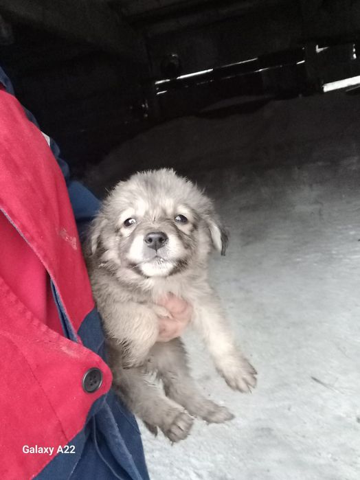 Отдам щенков в хорошие руки