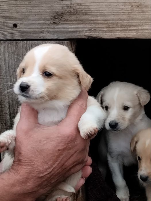 Отдам щенков в добрые руки