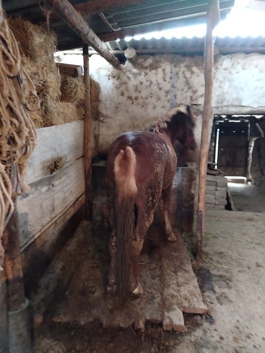 4 жасар жылқы сатылады. 780 мың