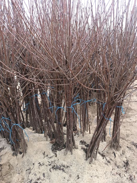 Vând pomi fructiferi altoiți anul 2 Calitate superioară