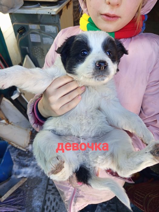 Щенки в добрые руки