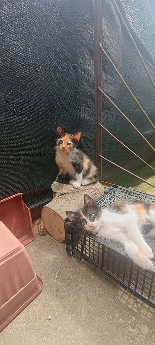 Подарявам котета