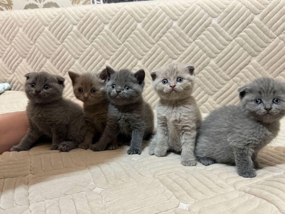 Шотландский вислоухий котенок девочка