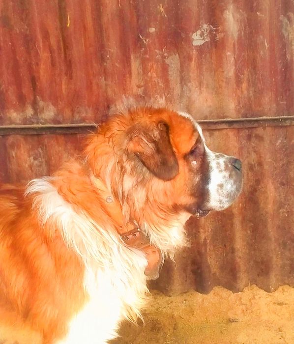 Щенки Московская сторожевая