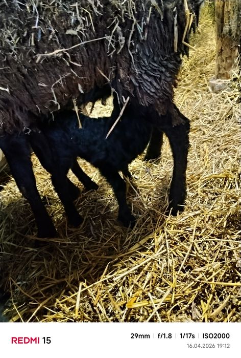 Продам овцу с ягненком