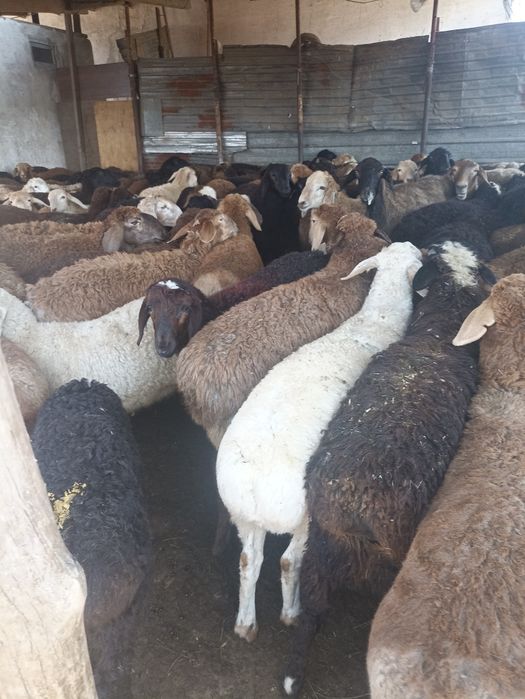 Кой токты бараны