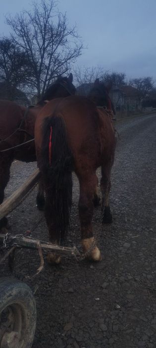 Vând sau schimb cu armăsar