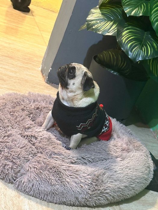Vand Pug pedigree