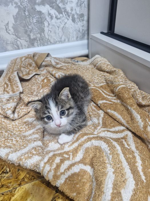 Отдам котят в ответственные хорошие руки. Бесплатно.