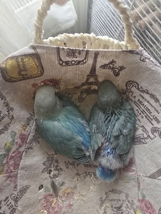 Papagali agapornis rosecoils disponibili.