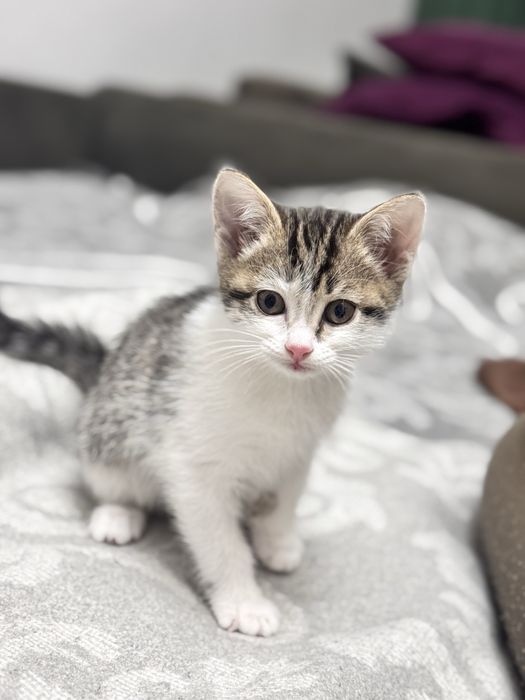 Продаем Котенка 15.000тг