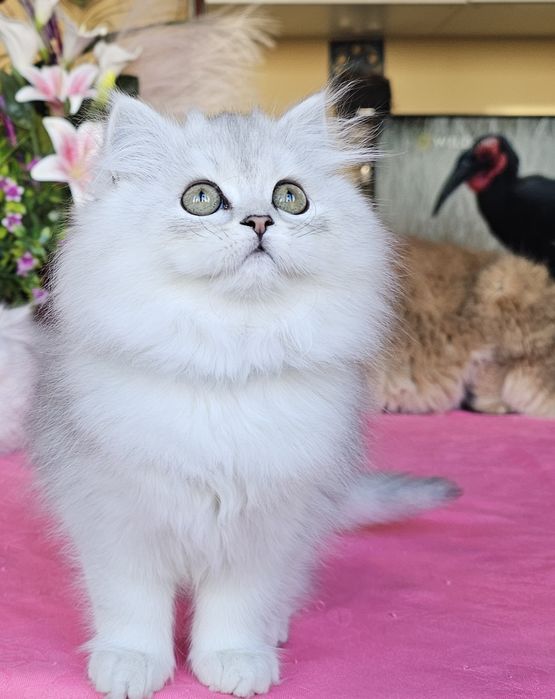 Британски дългокосмести котенца