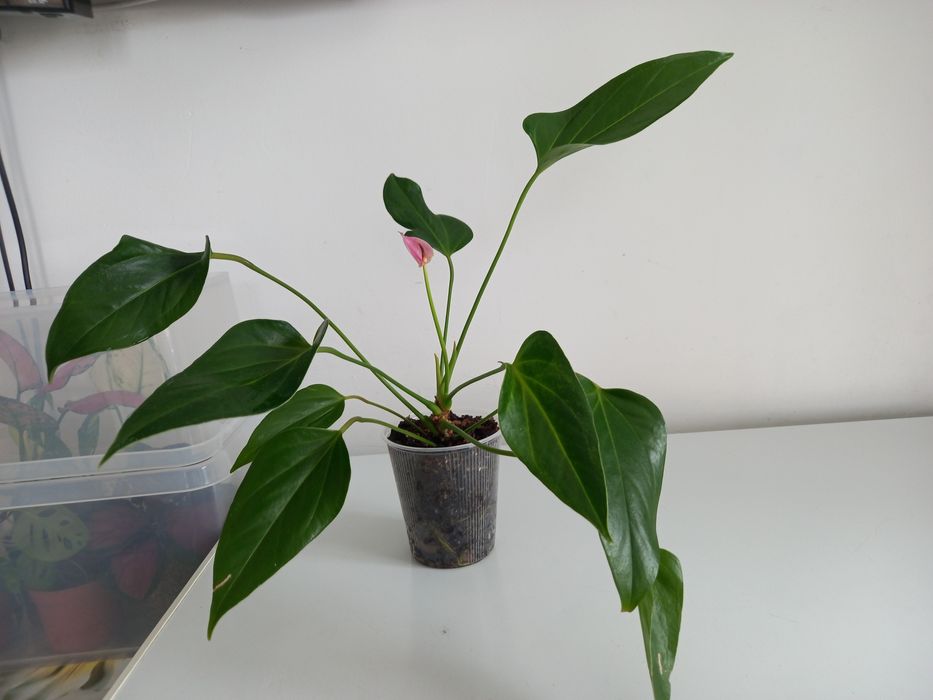 Продам Антуриум 3000тг