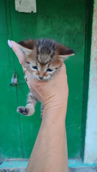 Ищем дом маленьким котятам