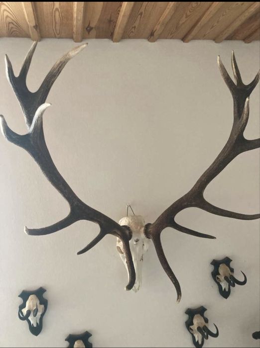 Coarne cerb (trofeu)