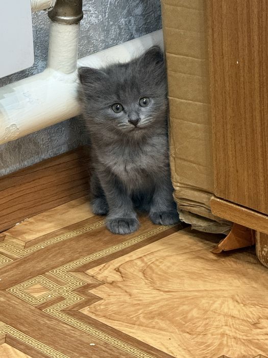 Котята  бесплатно