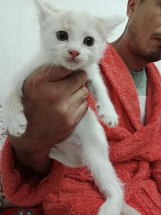 Отдам котят в хорошие руки