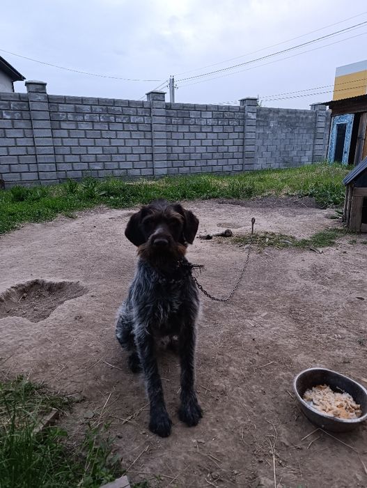 Продаю Дратхаара. Срочна
