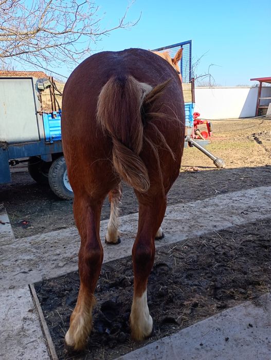 Vand manza de 1 an si 5 luni