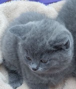 Сотилади пародалик мушукчалар