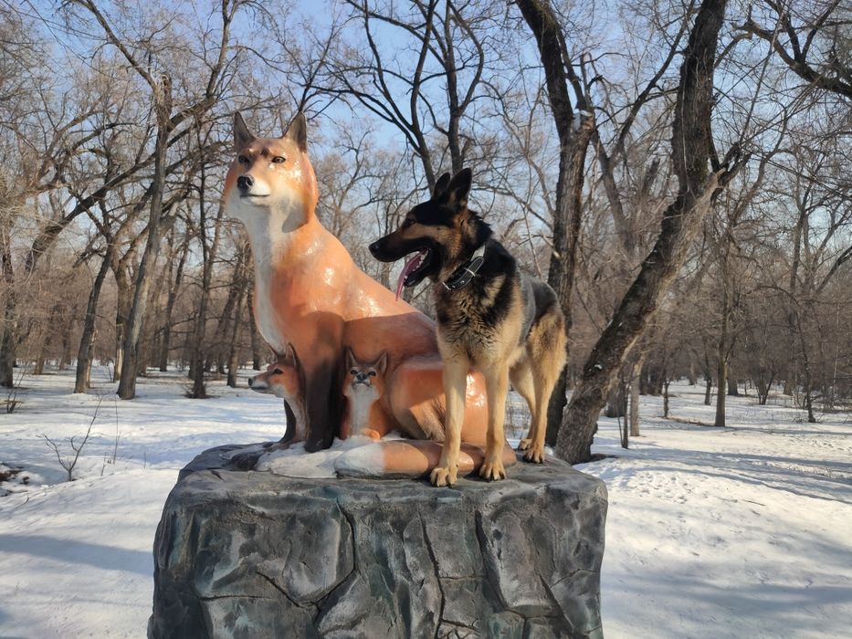 Кобель ВЕО вязка. Овчарка. С документами. Выезд