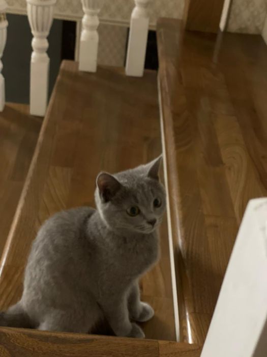 Кошка «Скотиш Страйт»