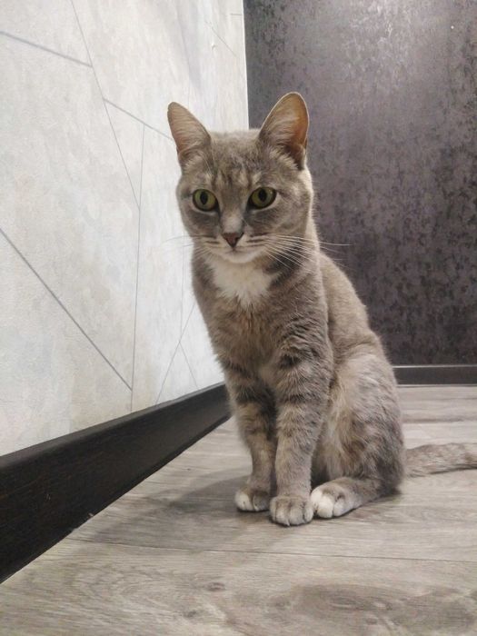 Кошечка Серафима ищет дом