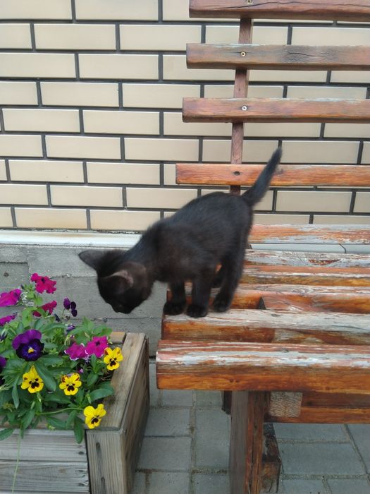 Котята - крысоловы