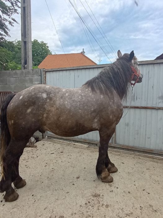 Vând cal de 4 pe 5 ani bun de ham sănătos  înăltime 170  mere în  1  șin  2  mai multe detalii la telefon