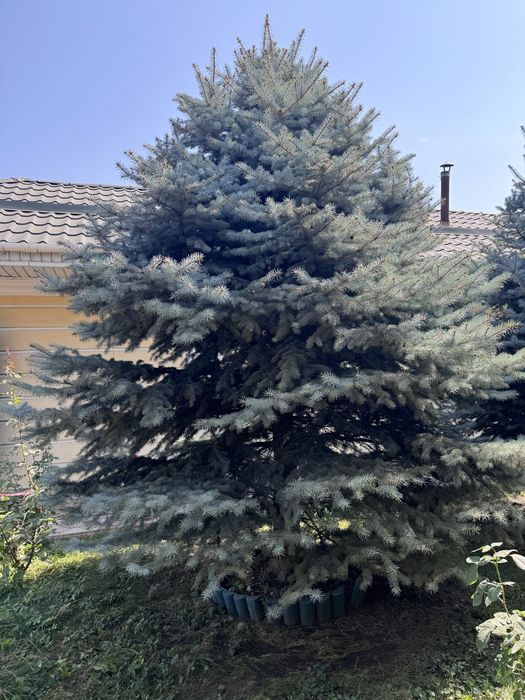 Голубые ели крупные, взрослые — продажа