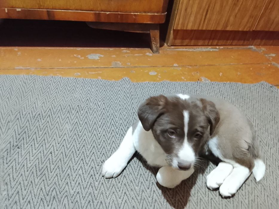 Щенята в добрые руки, 2 месяца