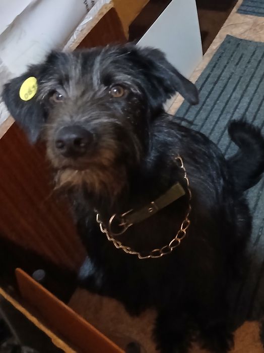 Две крутые девченки ищут ответственных хозяев.