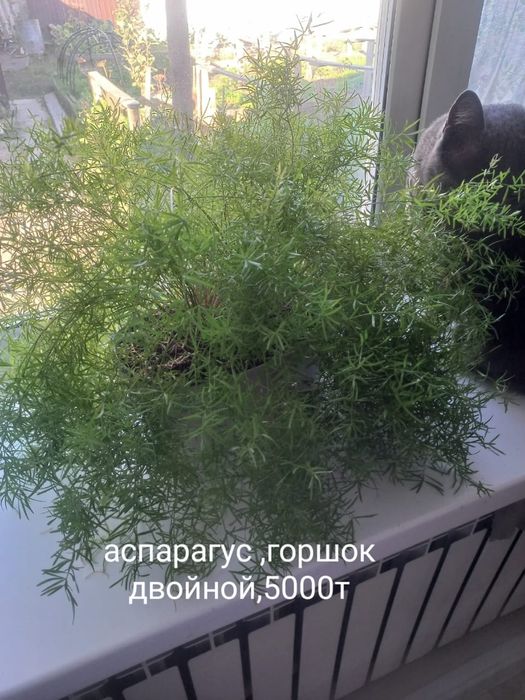 Продам комнатные цветы