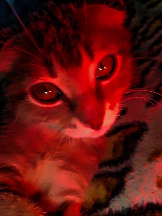 Одам в хорошие руки