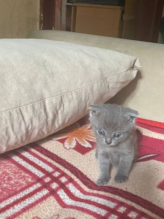 Веслоухие котята