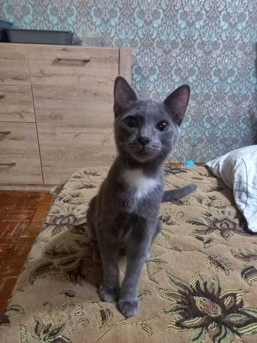 Отдам котенка мальчик