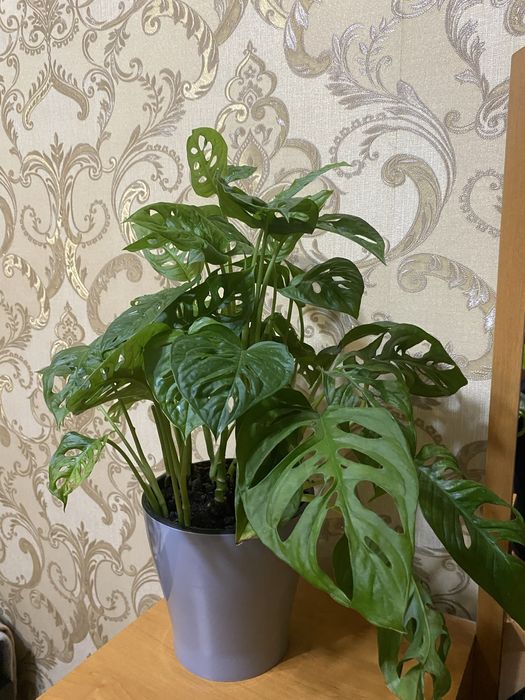 Монстера монстера монстера