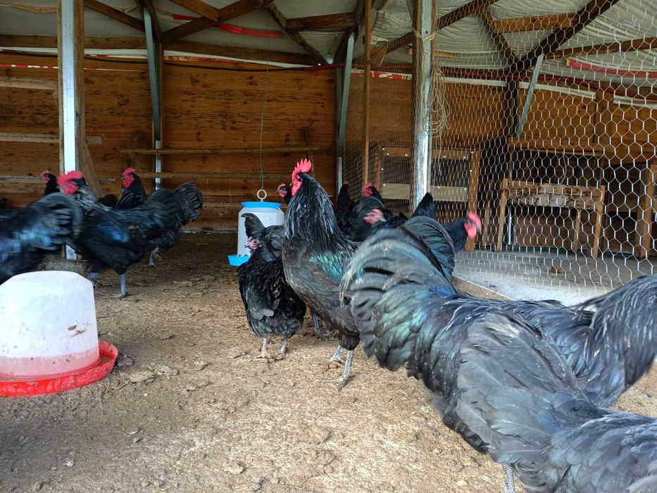 Петли черен австралорп