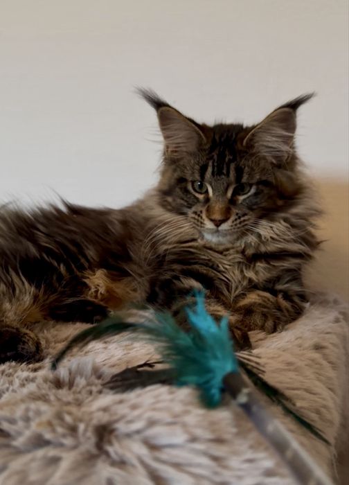 Maine Coon cu pedigree