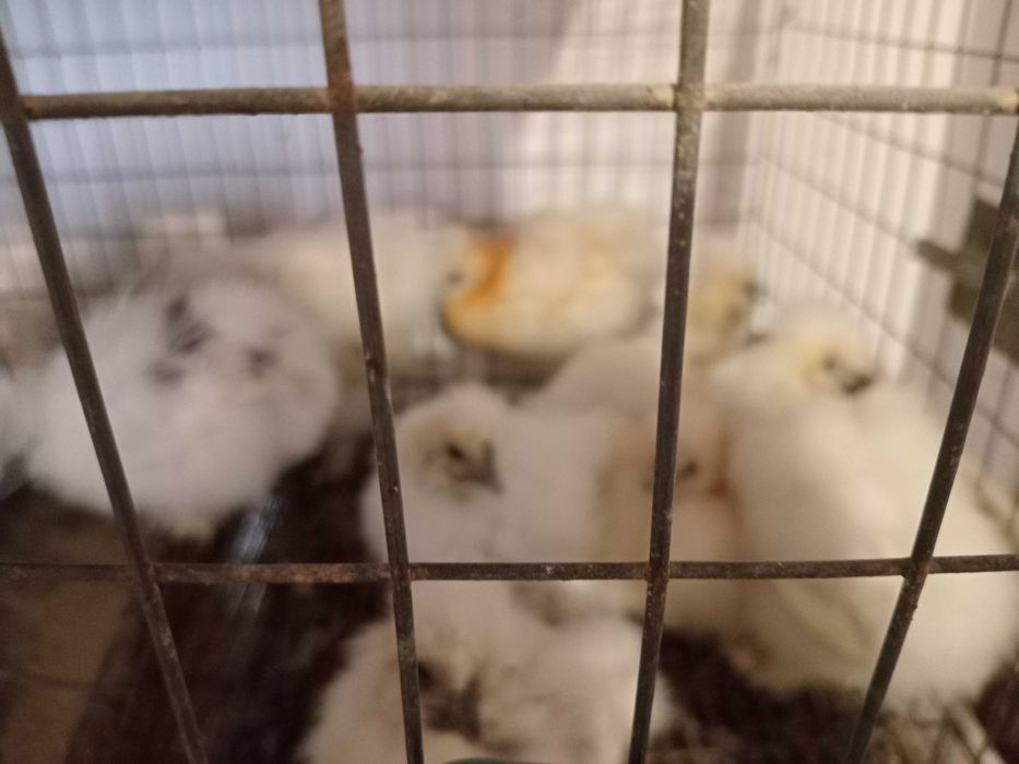 Vand pui Matase Japoneza