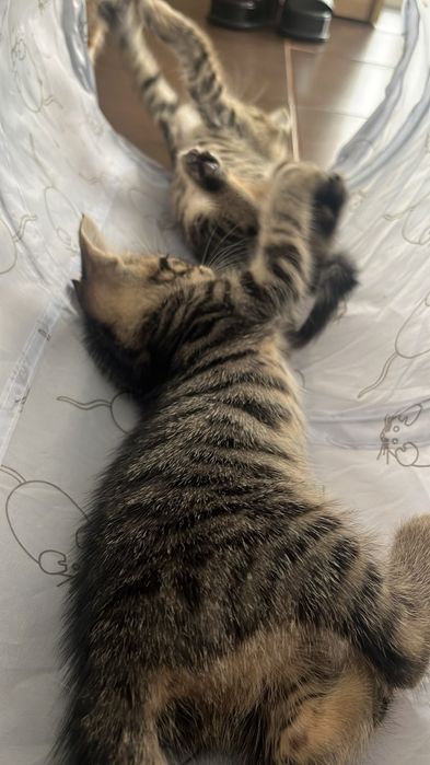 Donez pisici1 baiat si o pisicuta