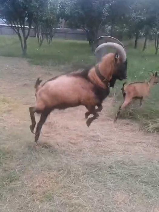 Țap Alpin Francez forte bun!