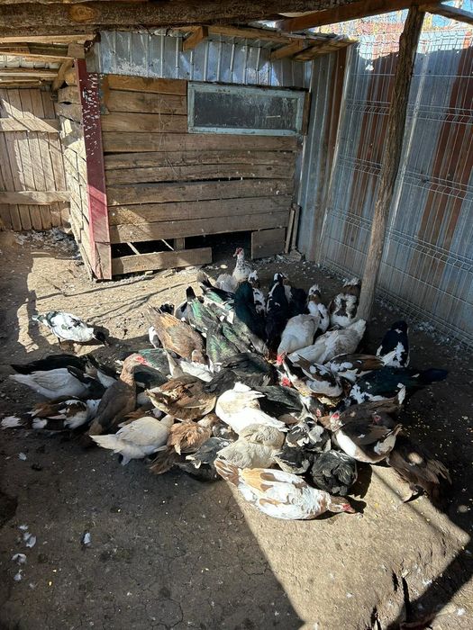 Vand rațe si rățoi