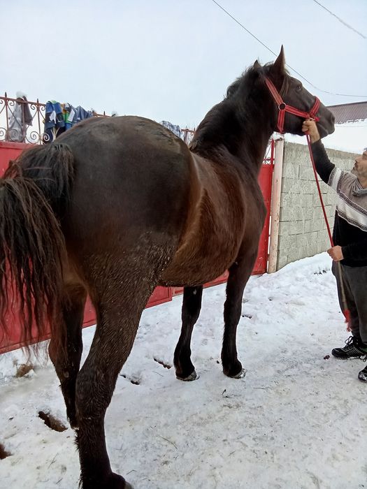 Vând sau schimb mânză de 3 ani gestanta