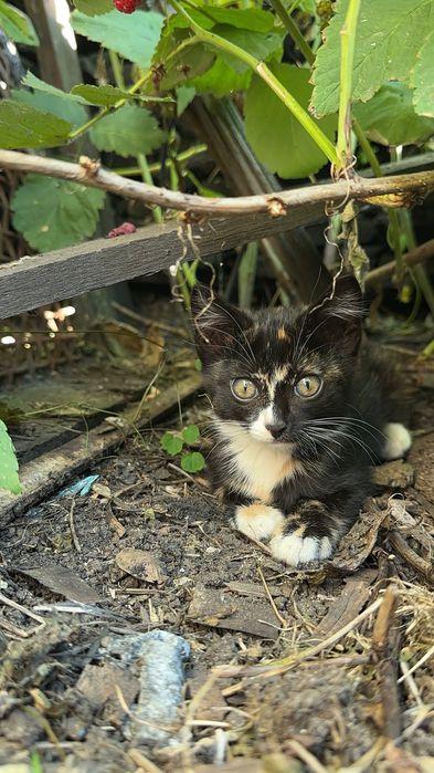 Дарю котят крысыловы