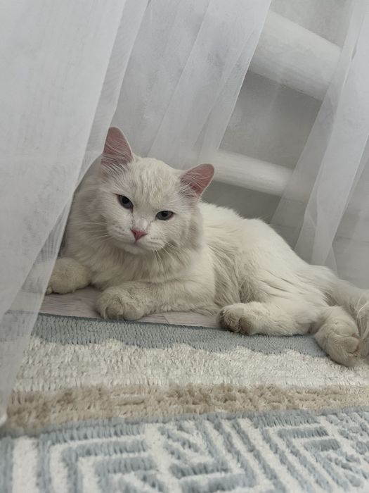 Вязка кот турецкого ангора